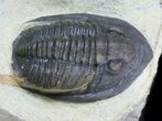 Diademaproetus Trilobite - Foum Zguid, Morocco #58731-2